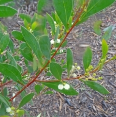 Acacia penninervis var. penninervis (Hickory Wattle) at Molonglo Valley, ACT - 3 Sep 2015 by galah681