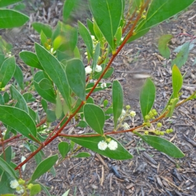 Acacia penninervis var. penninervis (Hickory Wattle) at Molonglo Valley, ACT - 3 Sep 2015 by galah681