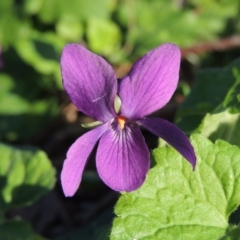 Viola odorata (Sweet Violet, Common Violet) at Gordon, ACT - 7 Sep 2015 by michaelb