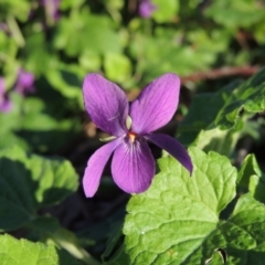 Viola odorata at Gordon, ACT - 7 Sep 2015