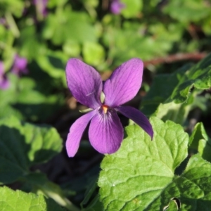 Viola odorata at Gordon, ACT - 7 Sep 2015 06:26 PM