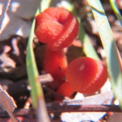 Hygrocybe sp. ‘red’ (A Waxcap) at Nicholls, ACT - 29 Aug 2015 by gavinlongmuir