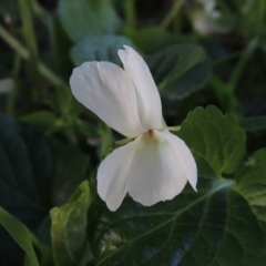 Viola odorata (Sweet Violet, Common Violet) at Gordon, ACT - 7 Sep 2015 by michaelb