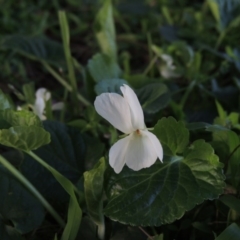 Viola odorata at Gordon, ACT - 7 Sep 2015