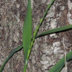 Ehrharta erecta (Panic Veldtgrass) at Gordon, ACT - 7 Sep 2015 by michaelb