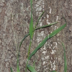 Ehrharta erecta at Gordon, ACT - 7 Sep 2015 06:38 PM