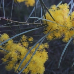 Acacia boormanii (Snowy River Wattle) at Gordon, ACT - 7 Sep 2015 by michaelb