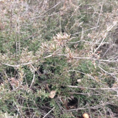 Gaudium multicaule (Teatree) at Percival Hill - 23 Aug 2015 by gavinlongmuir