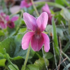 Viola odorata (Sweet Violet, Common Violet) at Gordon, ACT - 7 Sep 2015 by michaelb