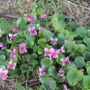 Viola odorata at Gordon, ACT - 7 Sep 2015 06:47 PM