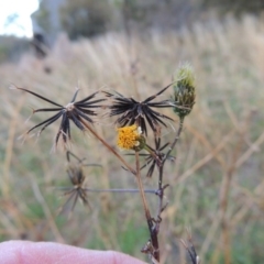 Bidens pilosa (Cobbler's Pegs, Farmer's Friend) at Banks, ACT - 5 May 2015 by michaelb