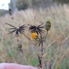 Bidens pilosa (Cobbler's Pegs, Farmer's Friend) at Banks, ACT - 5 May 2015 by MichaelBedingfield