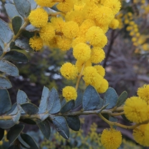 Acacia cultriformis at Gordon, ACT - 7 Sep 2015