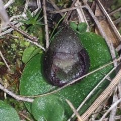 Corysanthes incurva (Slaty Helmet Orchid) at Hackett, ACT by MattM