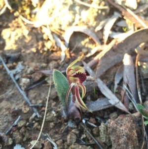 Caladenia actensis at suppressed - suppressed