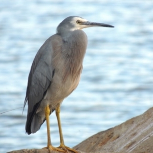 Egretta novaehollandiae at Greenway, ACT - 22 Apr 2015