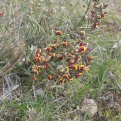 Daviesia genistifolia (Broom Bitter Pea) at Hackett, ACT - 7 Sep 2015 by MattM