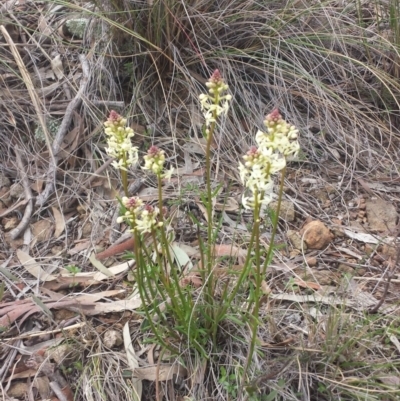 Stackhousia monogyna (Creamy Candles) at Canberra Central, ACT - 7 Sep 2015 by MattM