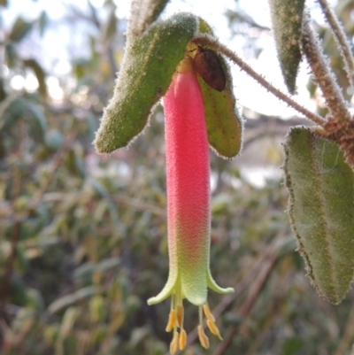 Correa reflexa var. reflexa (Common Correa, Native Fuchsia) at Gordon, ACT - 7 Sep 2015 by michaelb