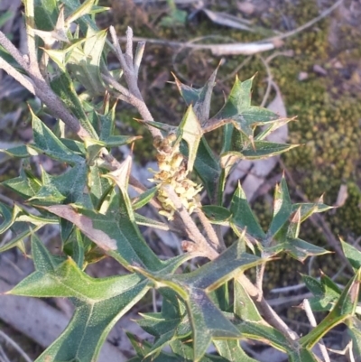 Grevillea ramosissima subsp. ramosissima (Fan Grevillea) at Acton, ACT - 9 Sep 2015 by MattM