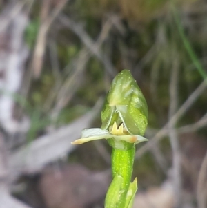 Bunochilus umbrinus at suppressed - 9 Sep 2015