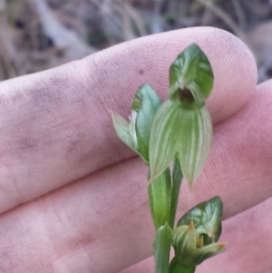 Bunochilus umbrinus at suppressed - 9 Sep 2015