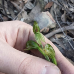 Bunochilus umbrinus at suppressed - 9 Sep 2015