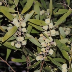 Acacia melanoxylon (Blackwood) at Gordon, ACT - 7 Sep 2015 by michaelb