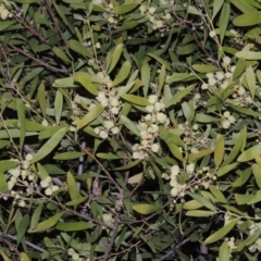 Acacia melanoxylon at Gordon, ACT - 7 Sep 2015 07:21 PM