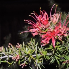 Grevillea juniperina (Grevillea) at Gordon, ACT - 7 Sep 2015 by michaelb