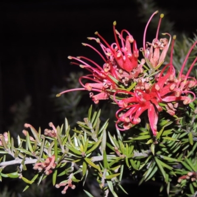 Grevillea juniperina (Grevillea) at Point Hut Pond - 7 Sep 2015 by michaelb