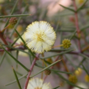 Acacia ulicifolia at Majura, ACT - 9 Sep 2015