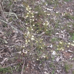 Acacia ulicifolia at Majura, ACT - 9 Sep 2015