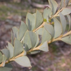 Acacia cultriformis (Knife Leaf Wattle) at Majura, ACT - 8 Sep 2015 by waltraud