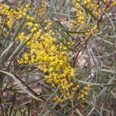 Acacia boormanii (Snowy River Wattle) at Majura, ACT - 4 Sep 2015 by waltraud