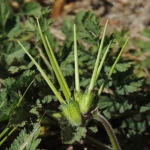 Erodium moschatum at Conder, ACT - 1 Sep 2015