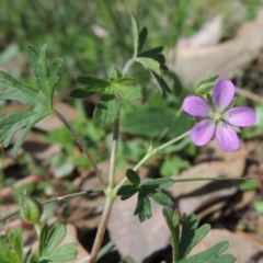 Geranium retrorsum (Grassland Cranesbill) at Point Hut Pond - 27 Apr 2015 by michaelb