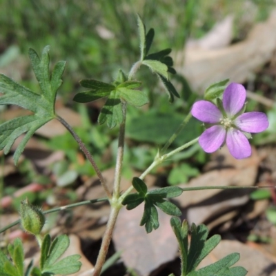 Geranium retrorsum (Grassland Cranesbill) at Gordon, ACT - 27 Apr 2015 by MichaelBedingfield