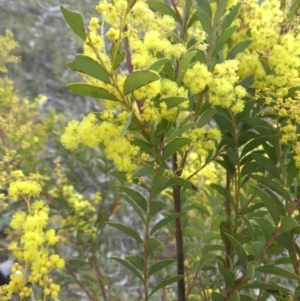 Acacia buxifolia subsp. buxifolia at Majura, ACT - 10 Sep 2015 09:00 AM