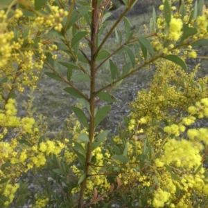 Acacia buxifolia subsp. buxifolia at Majura, ACT - 10 Sep 2015 09:00 AM