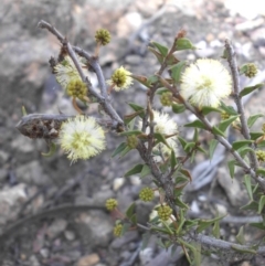 Acacia gunnii (Ploughshare Wattle) at Majura, ACT - 9 Sep 2015 by SilkeSma