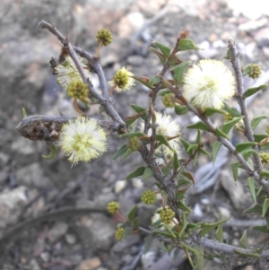 Acacia gunnii at Majura, ACT - 10 Sep 2015 09:40 AM