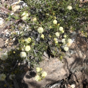 Acacia gunnii at Majura, ACT - 10 Sep 2015 09:40 AM