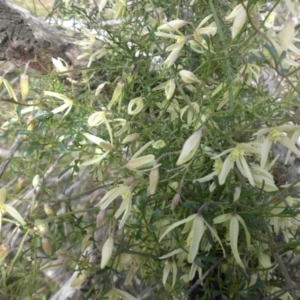 Clematis leptophylla at Majura, ACT - 10 Sep 2015