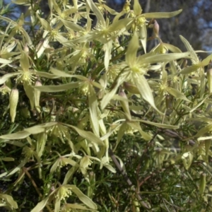 Clematis leptophylla at Majura, ACT - 10 Sep 2015 10:03 AM