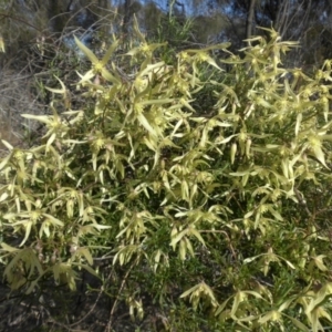 Clematis leptophylla at Majura, ACT - 10 Sep 2015 10:03 AM