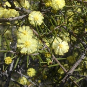 Acacia ulicifolia at Campbell, ACT - 10 Sep 2015 10:37 AM