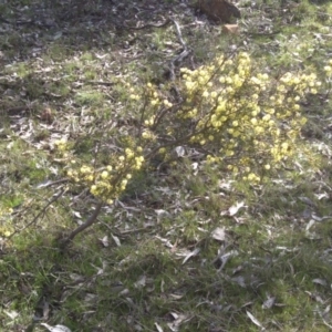 Acacia ulicifolia at Campbell, ACT - 10 Sep 2015 10:37 AM