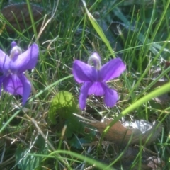 Viola odorata (Sweet Violet, Common Violet) at Acton, ACT - 9 Sep 2015 by TimYiu