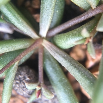 Calandrinia eremaea (Small Purslane) at Ginninderry Conservation Corridor - 9 Sep 2015 by JasonC